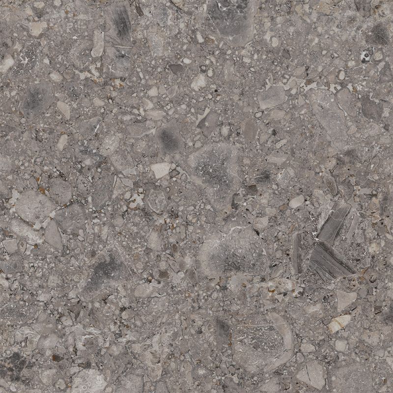 Ariana Futura - Tortora