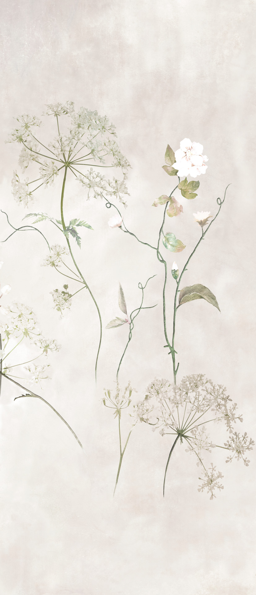 Ragno Maiora_Concrete Effect  - Maiora_Concrete Effect – R9JX